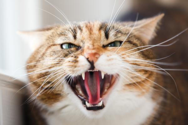 Raivotauti kissoilla - Oireet, tartunta ja hoito - Kissan raivotaudin oireet