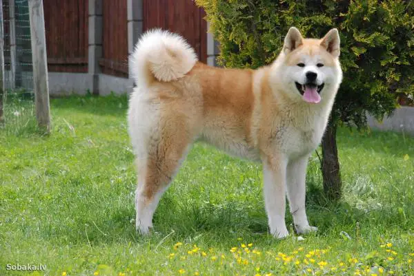 Rauhallisimmat koirarodut - 9. Akita inu