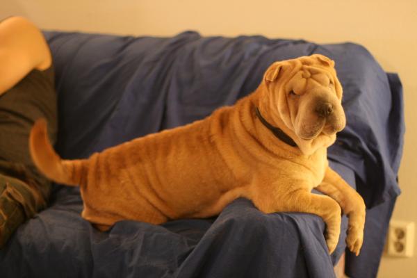 Rauhallisimmat koirarodut - 8. Shar pei