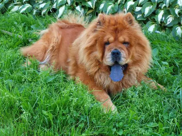 Rauhallisimmat koirarodut - 15. Chow chow