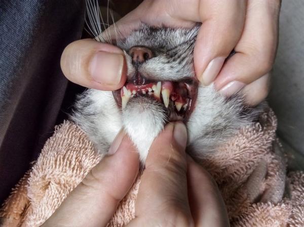 Kissojen hammasongelmat - kissan parodontaalitauti