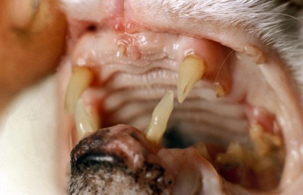 Kissojen hammasongelmat - Kissan keinovamma