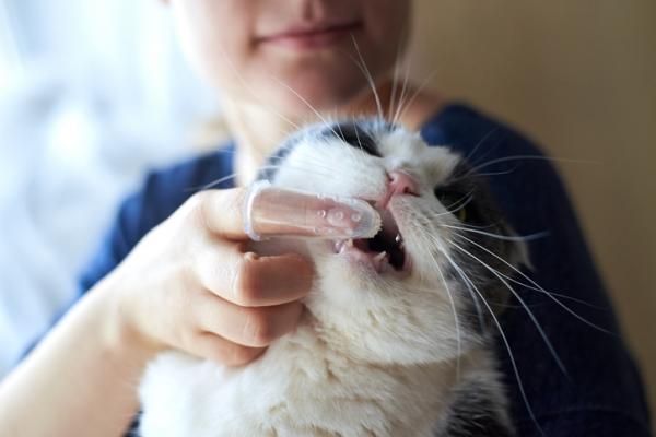 Kissojen hammasongelmat - Kuinka välttää kissojen hammasongelmat?