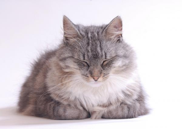 Kissan flunssan hoito - kotihoito kissan flunssaan