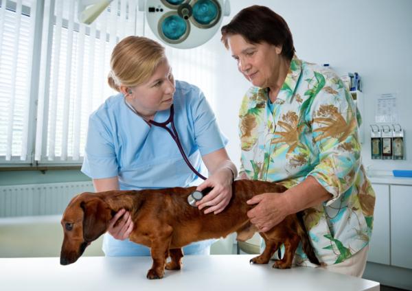 Voinko antaa koiralleni antibiootteja?  - Älä lääkitä koirasi, jos se ei ole eläinlääkärin määräyksestä