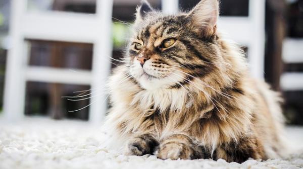 Vinkkejä kissojen mattaisille hiuksille - Karvaton karvanpoisto