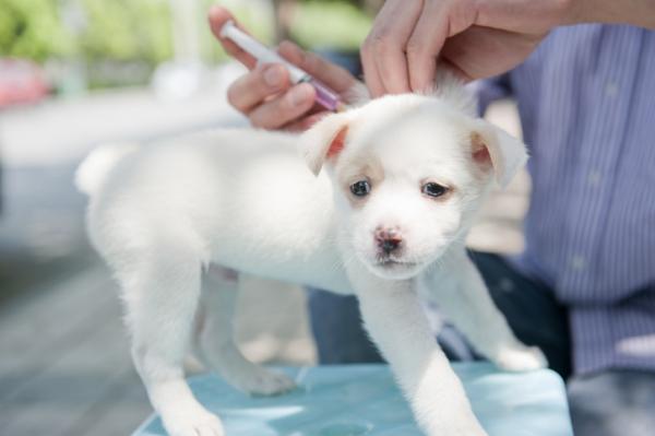 Voiko rokotettu koira saada parvoviruksen?  - Kuinka estää rokotettu koira saamasta parvovirusta?