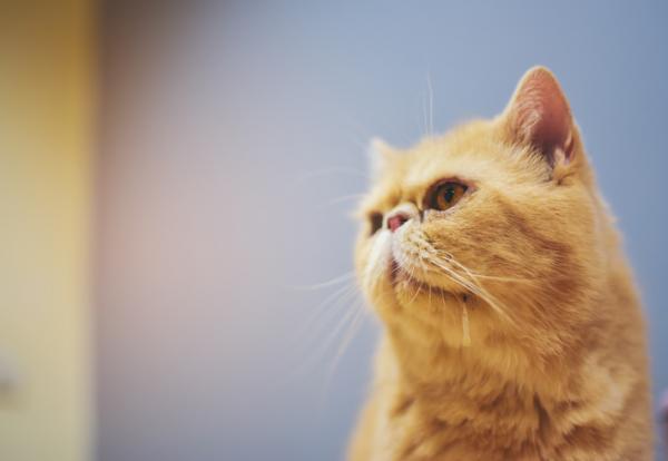 Drontal kissoille - annostus, hinta, pakkausseloste, sivuvaikutukset - Drontal kissoille: sivuvaikutukset ja vasta -aiheet
