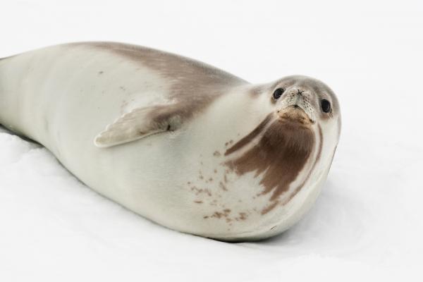 Etelämantereen eläimet ja niiden ominaisuudet - 6. Rossin sinetti