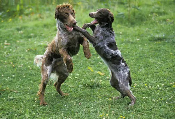 Koiranrotut, jotka eivät tuoksu - 5. Spaniel Pont -Audemer