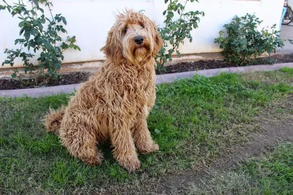 Koiranrotut, jotka eivät haise - 10. Labradoodle