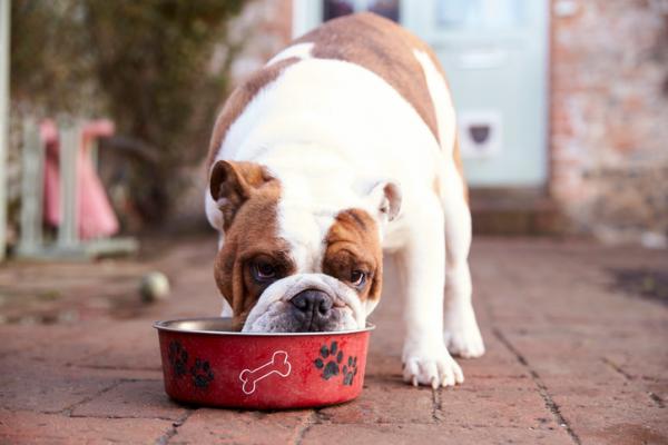 Kuinka valita rehu ylipainoisille koirille?  - Keskity ainesosien merkintöihin