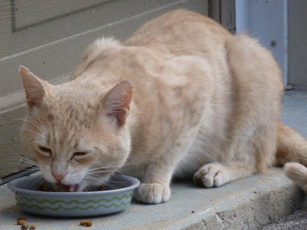Vitamiinit leukemiaa sairastaville kissoille - ruokavalio leukemiaa sairastaville kissoille