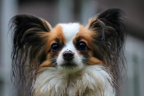Ranskan koirarodut - 5. Papillon 