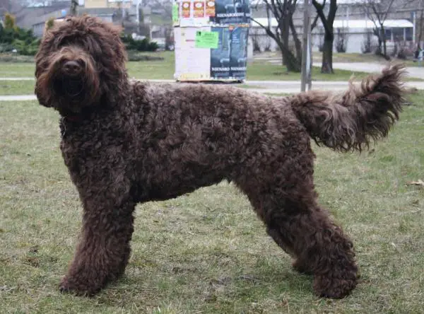 Ranskan koirarodut - 1. Barbet