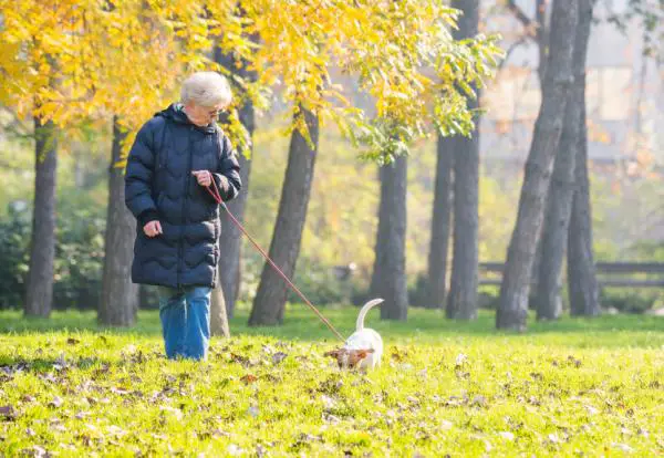 10 syytä kävellä koirasi kanssa - 3. He voivat haistaa, tapa lievittää stressiä