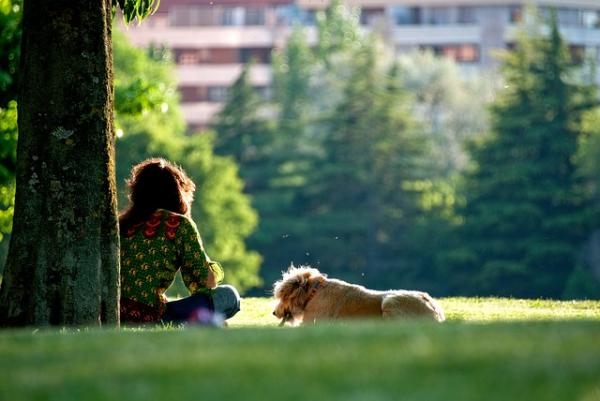 10 syytä kävellä koiraasi - 8. He saavat vitamiineja auringosta