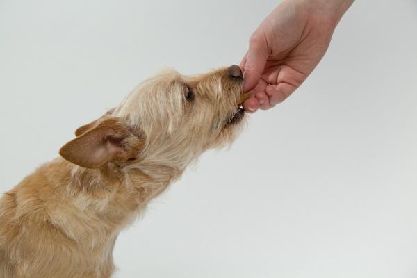 Rickettsia koirilla - Oireet ja hoito - Rickettsian ehkäisy koirilla