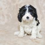 1628835709 209 Cavachon
