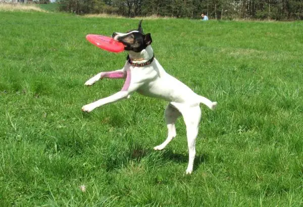 Leluja ei suositella koirille - Frisbees tai Frisbees