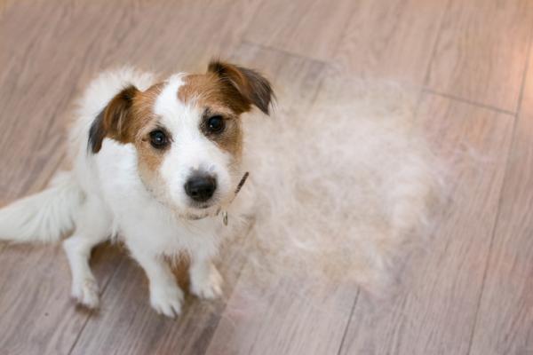 Hiustenlähtö koirilla - Oireet, aika ja kesto - Miksi koirat irtoavat?