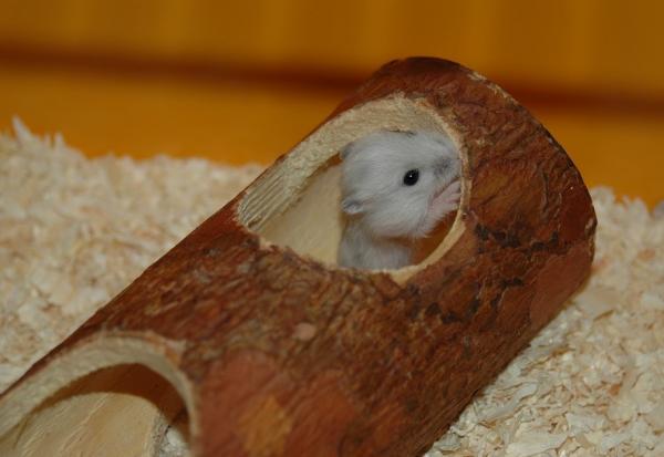 Parhaat hamsterilelut - 10. Hamster Gym