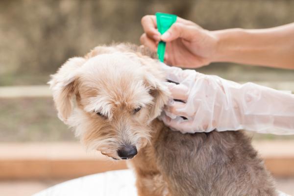 Hyttysen purema koirilla - Oireet, hoito ja ennaltaehkäisy - Hyttysen pureman ehkäisy koirilla