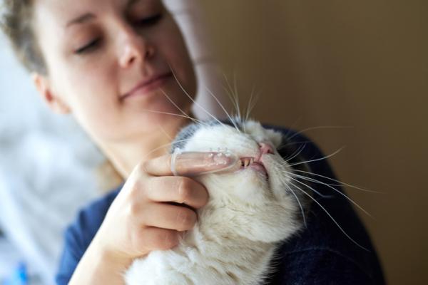 Kuinka tehdä hammastahna kissoille?  - Kissan hammashygienia