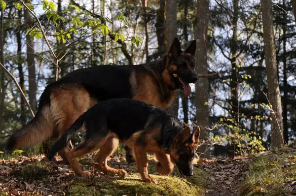 Kotitekoiset tuoksupelit koirille - 1. Kylvö