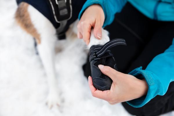 Kuinka viedä koira lumelle?  - Mitä koira tarvitsee mennäkseen lumelle?