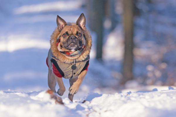 Kuinka viedä koira lumelle?  - Voivatko koirat mennä lumelle?