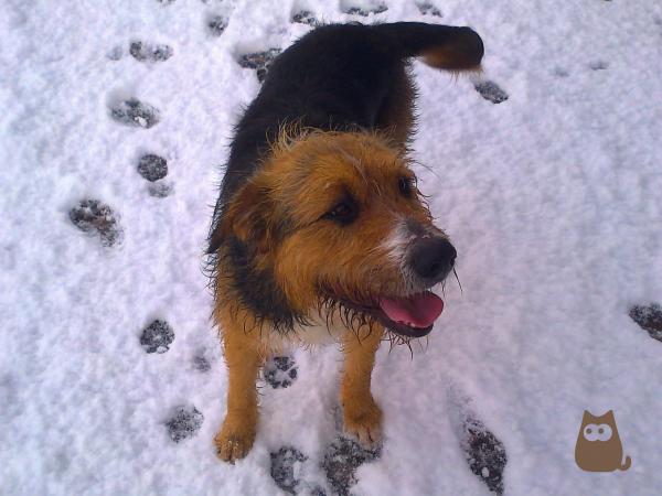 Kuinka viedä koira lumelle?  - Huolehdi siitä, kun koira tulee kotiin lumessa kävelyn jälkeen