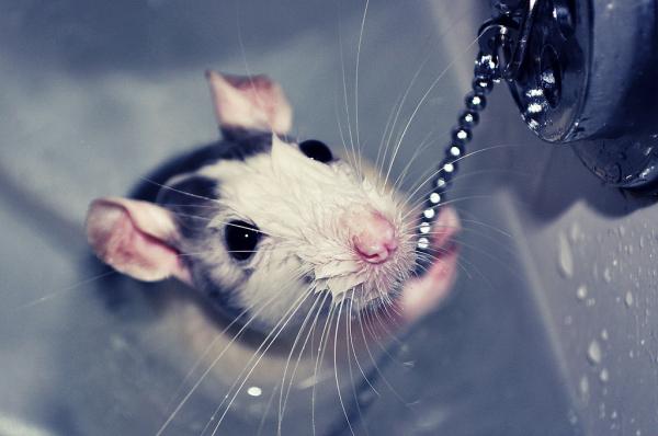 Kuinka pestä rotta - Ensimmäinen kylpy askel askeleelta