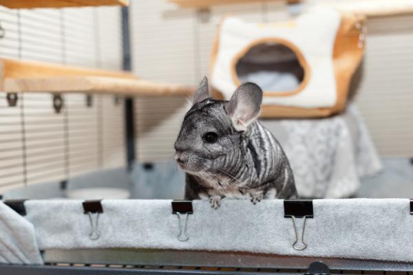 Parhaat Chinchilla -lelut - Chinchilla Playground