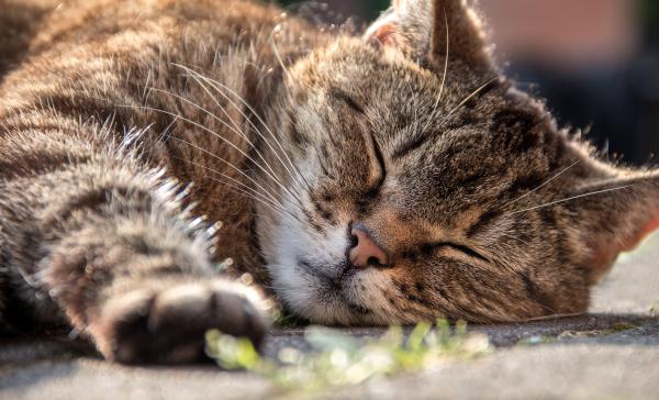 Ensiapu kissoille - tajuttomuus