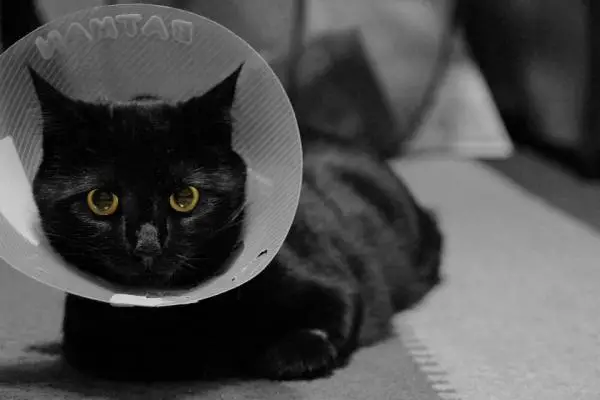 Ensiapu kissoille - pinnalliset haavat