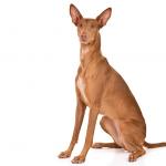 1628956202 598 Andalusialainen koira