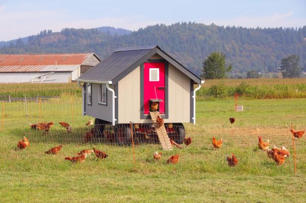 Kanatäitä - oireet ja niiden poistaminen - vaikuttaako kanatäet ihmisiin?