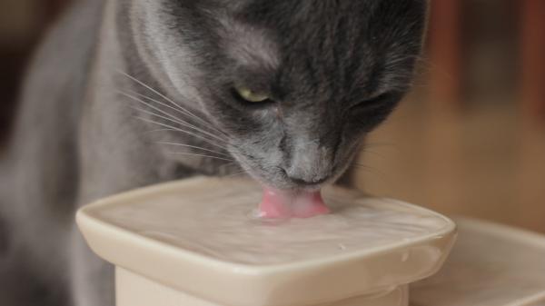 Kuinka saada kissani juomaan vettä?  - 10 temppua kissalle juoda vettä