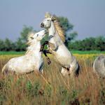 1628980034 45 Camargue