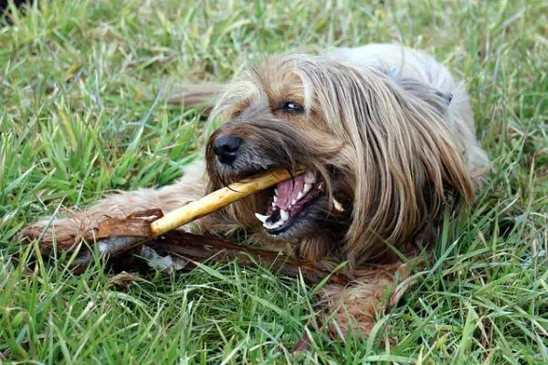 Vinkkejä hammaskiven poistamiseen koirilla - Mitkä ovat hammaskiven seuraukset koirilla? 