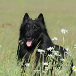 1628991637 249 Belgianpaimenkoira Groenendael