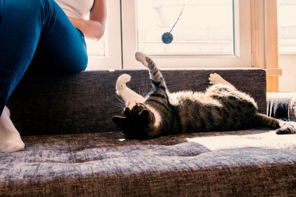Kuinka tehdä kuntosali kissoille?  - Ideoita kuntosalille kissanpennuille
