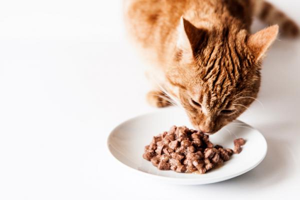 Milbemax kissoilla - Annostus ja sivuvaikutukset - Kuinka antaa pilleri kissalle?