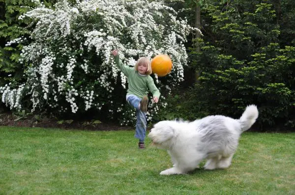 Aktiviteetteja lapsille ja koirille - Pelataanko palloa?