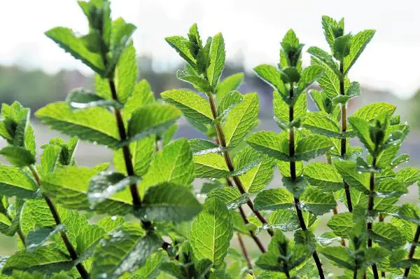 Kuinka tehdä kotitekoista hammastahnaa koirille?  - Hammastahna kananliemellä ja aromaattisilla yrteillä