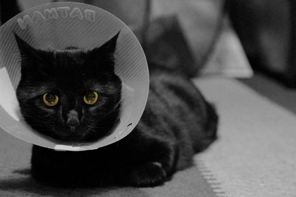 Hoito kastroidulle kissalle - hoito haavan suojaamiseksi