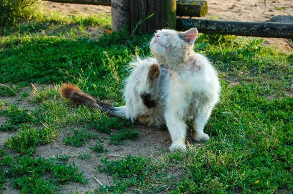 Syyhy kissoilla - Oireet, hoito ja tartunta - Kissan syyhyjen tyypit ja niiden loiset