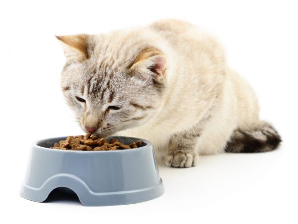 Vinkkejä kissan immuunijärjestelmän vahvistamiseen - Luomu ja hyvälaatuinen ruoka