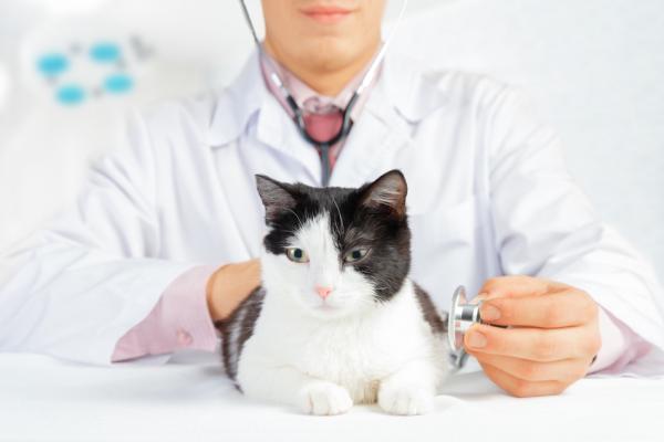 Vinkkejä kissan immuunijärjestelmän vahvistamiseen - Vältä kissan stressiä